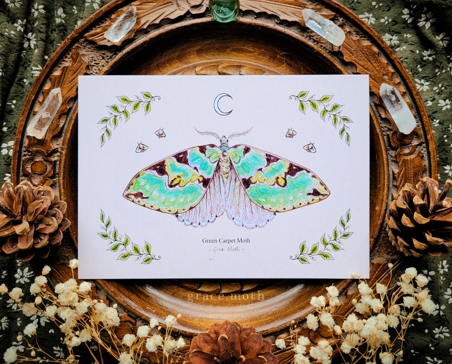Green Carpet Moth - A6 print Illustrated by Grace Moth - 5.8 x 4.1 - Entomology