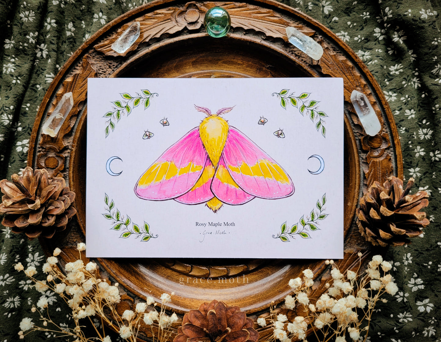 Rosy Maple Moth - A6 print Illustrated by Grace Moth - 5.8 x 4.1 - Entomology
