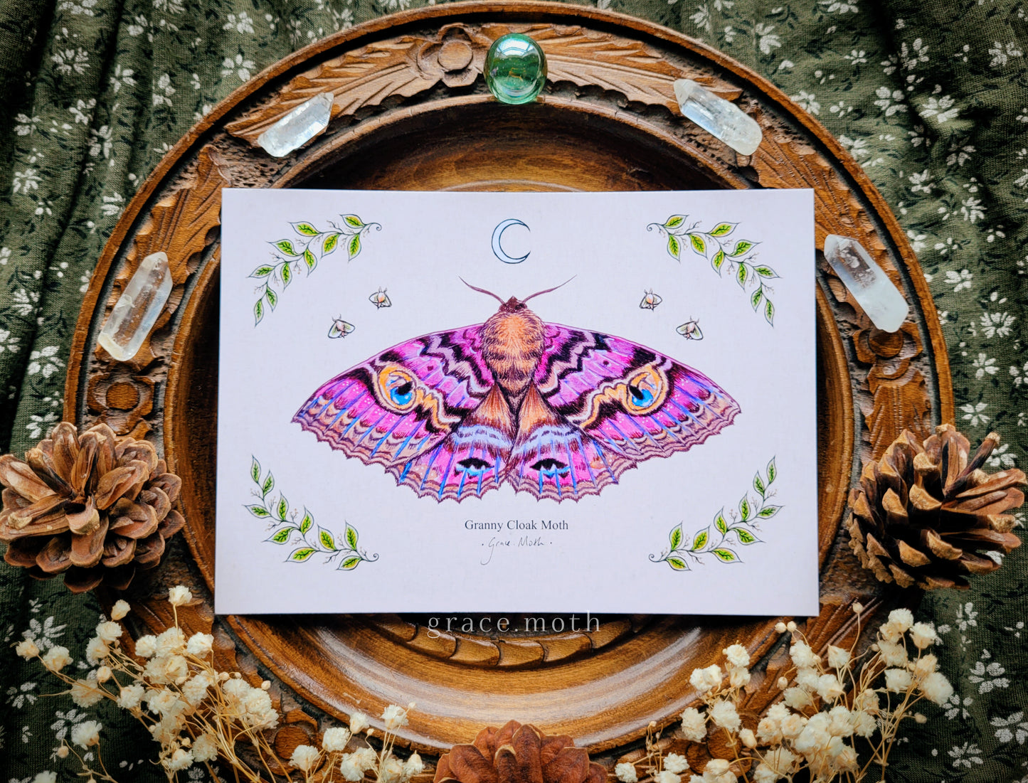 Granny Cloak Moth - A6 print Illustrated by Grace Moth - 5.8 x 4.1 - Entomology