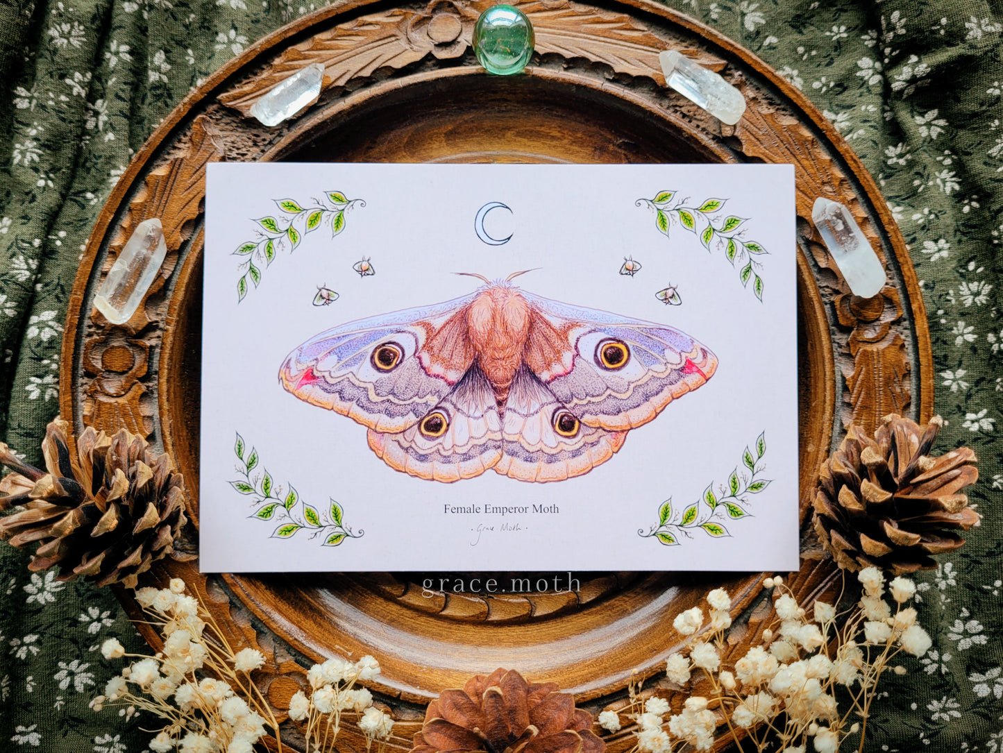 Emperor Moth - A6 print Illustrated by Grace Moth - 5.8 x 4.1 - Entomology - Female