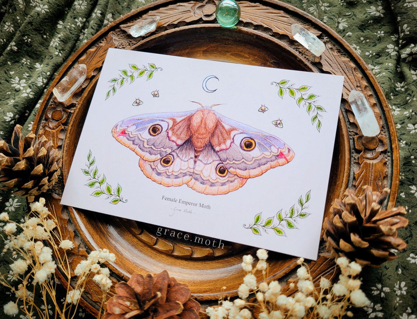 Emperor Moth - A6 print Illustrated by Grace Moth - 5.8 x 4.1 - Entomology - Female