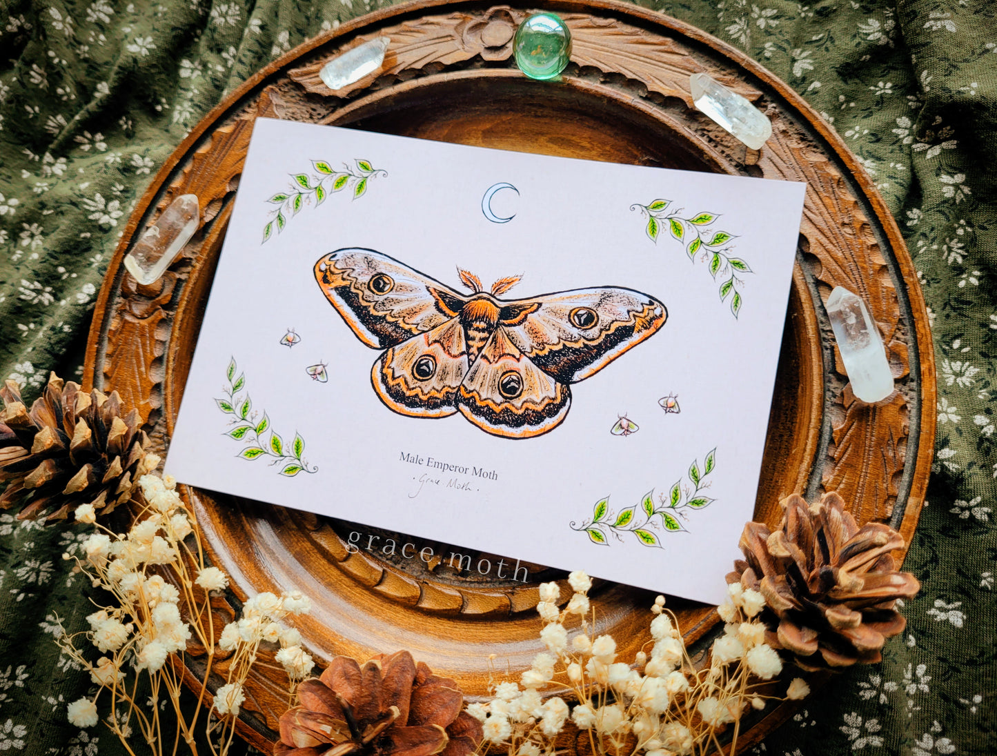 Emperor Moth - A6 print Illustrated by Grace Moth - 5.8 x 4.1 - Entomology - Male