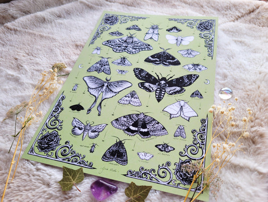 Sage green Moth Treasures - A5, A4 or A3 Art print illustrated by Grace Moth