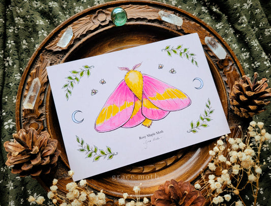 Rosy Maple Moth - A6 print Illustrated by Grace Moth - 5.8 x 4.1 - Entomology