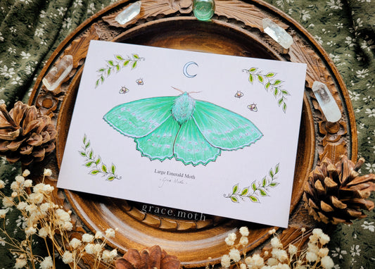 Emerald Moth - A6 print Illustrated by Grace Moth - 5.8 x 4.1 - Entomology