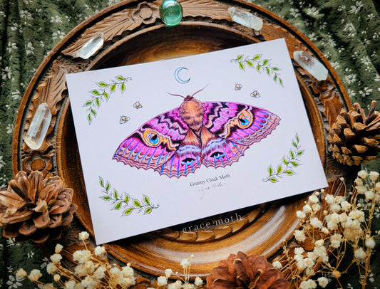 Granny Cloak Moth - A6 print Illustrated by Grace Moth - 5.8 x 4.1 - Entomology