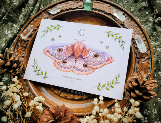Emperor Moth - A6 print Illustrated by Grace Moth - 5.8 x 4.1 - Entomology - Female