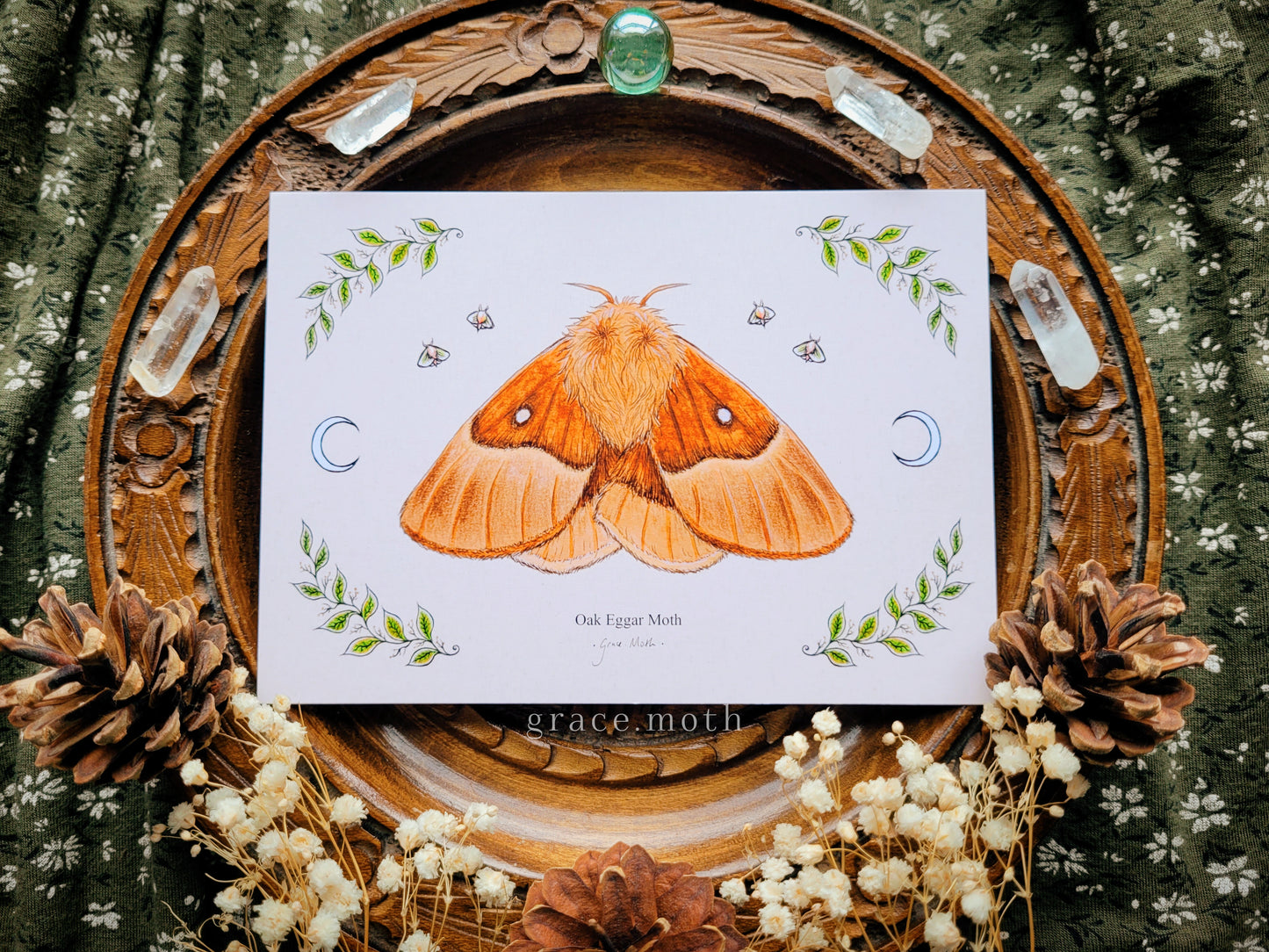 Oak Eggar Moth - A6 print Illustrated by Grace Moth - 5.8 x 4.1 - Entomology