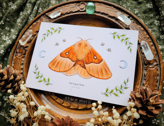 Oak Eggar Moth - A6 print Illustrated by Grace Moth - 5.8 x 4.1 - Entomology