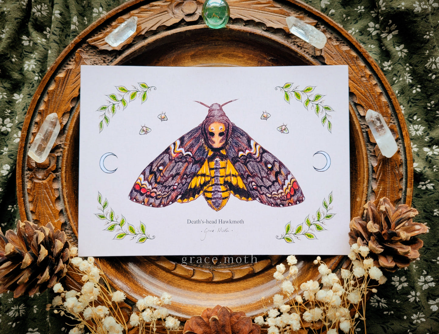 Deaths-Head HawkMoth Moth - A6 print Illustrated by Grace Moth - 5.8 x 4.1 - Entomology