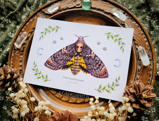 Deaths-Head HawkMoth Moth - A6 print Illustrated by Grace Moth - 5.8 x 4.1 - Entomology
