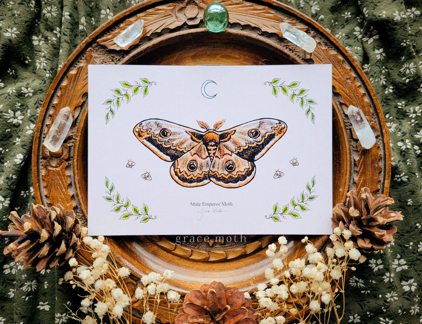 Emperor Moth - A6 print Illustrated by Grace Moth - 5.8 x 4.1 - Entomology - Male