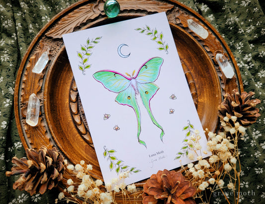 Luna Moth - A6 print Illustrated by Grace Moth - 5.8 x 4.1 - Entomology