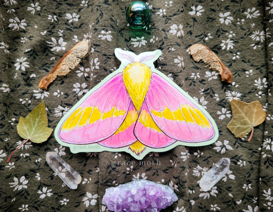 Rosy Maple Moth - Vinyl Sticker - 10cm illustrated by Grace Moth - Entomology - Insects - Watercolour