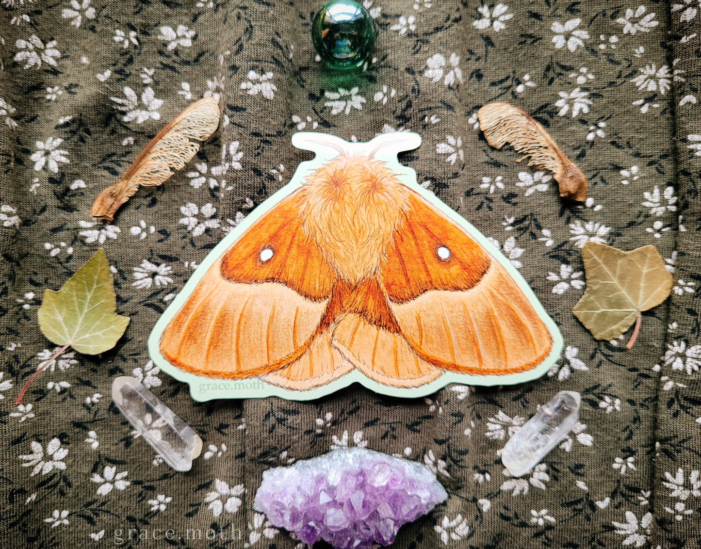 Oak Eggar Moth - Vinyl Sticker - 10cm illustrated by Grace Moth - Entomology - Insects - Watercolour