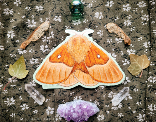 Oak Eggar Moth - Vinyl Sticker - 10cm illustrated by Grace Moth - Entomology - Insects - Watercolour
