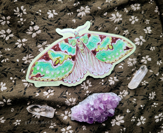 Green Carpet Moth - Vinyl Sticker - 10cm illustrated by Grace Moth - Entomology - Insects - Watercolour