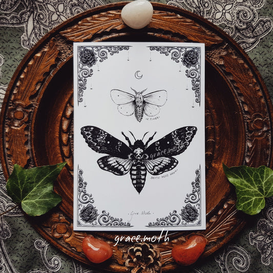 Death Head Hawk Moth - A6 print by Grace Moth - 4.1 x 5.8